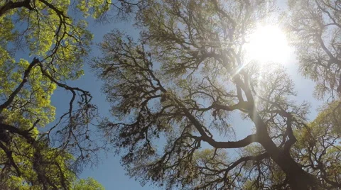 Sun through trees Vídeo Stock 49061263