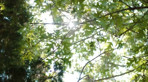 Sun through the trees Stock Footage 67289990
