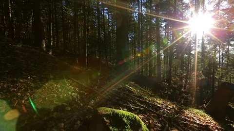 Sun through trees Video stock 73020638