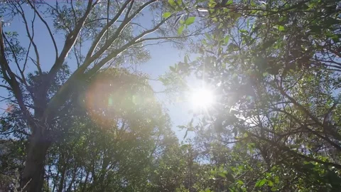 Sun through trees Stock Footage 73488491