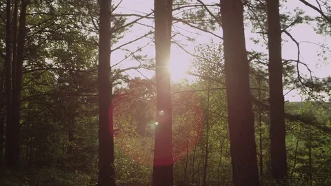 The sun through the trees Stock Footage 74996659