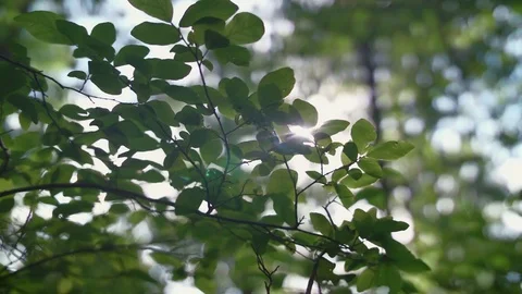Sun Through the Trees Stock Footage