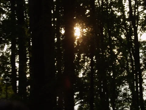Sun Through the Trees Stock Footage 83606980