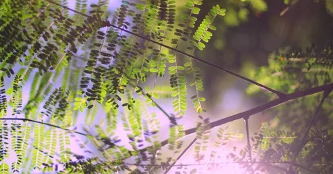 Sun through the Trees Stock Footage 84327067