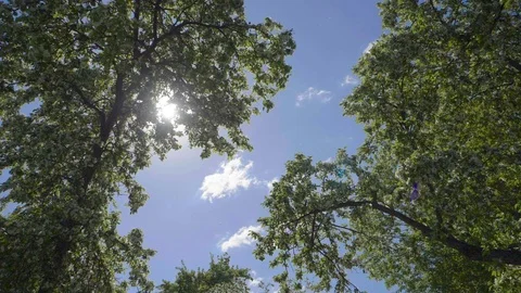 Sun through the trees Stock Footage 91039001