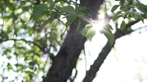 Sun Through Trees Stock Footage 91041266