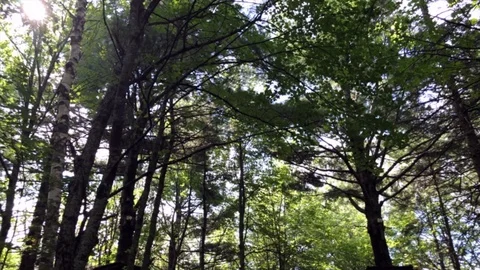 Sun Through Trees 動画素材 125024852