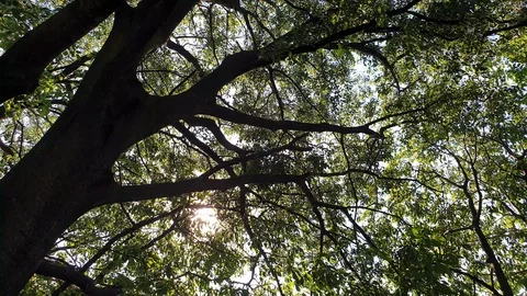 Sun through trees Stock Footage 128139990