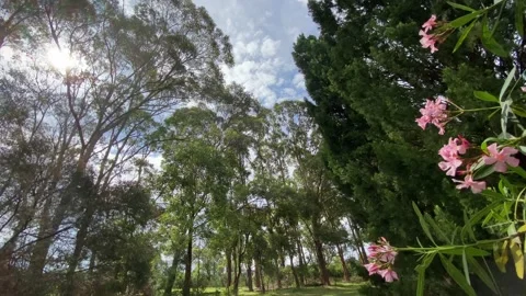 Sun through trees Video stock 143648505