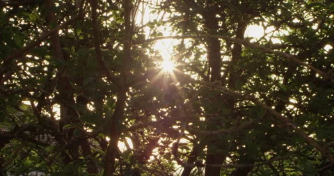 Sun through trees Stock Footage 152475937