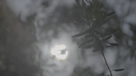 Sun through the trees Video stock 244704957