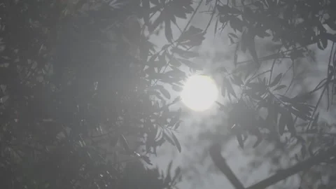 Sun through the trees 스톡 동영상 244704978