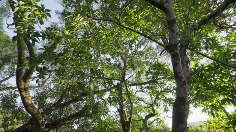 Sun through trees Stock Footage 265002229