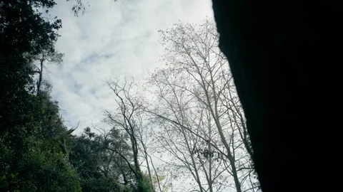 Sun through trees Stock Footage 301006259