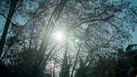 Sun through trees Stock Footage 301006334
