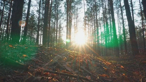 The sun through the trees in the forest. Dolly shot Stock Footage 107605534