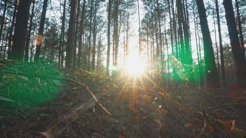 The sun through the trees in the forest. Dolly shot Stock Footage 107606854