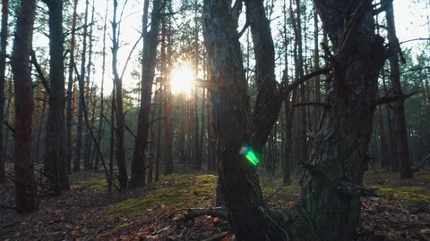 The sun through the trees in the forest. Motorized dolly shot Stock Footage 107594960