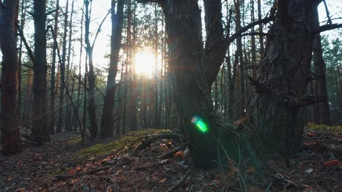 The sun through the trees in the forest. Motorized dolly shot. Time lapse Stock Footage 107597708