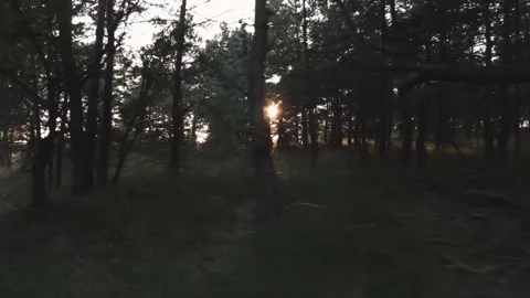 Sun through the trees in the forest in The Netherlands Stock Footage 160225041