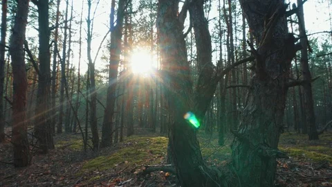 The sun through the trees in the forest at sunset Stock Footage 107808681