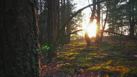 The sun through the trees in the forest at sunset Stock Footage 107821872