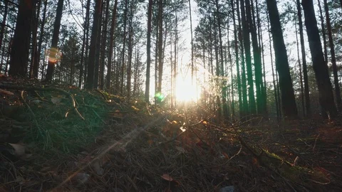 The sun through the trees in the forest at sunset Stock Footage 107822572