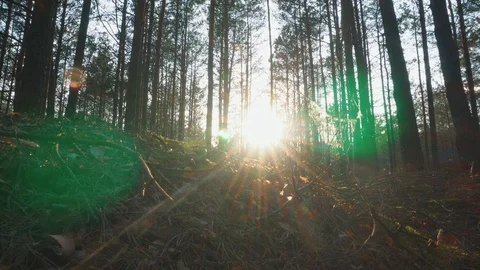 The sun through the trees in the forest at sunset Stock Footage 107823287