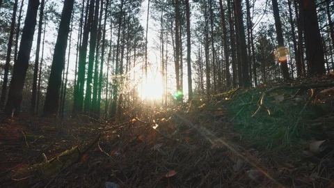 The sun through the trees in the forest at sunset Stock Footage 107824000