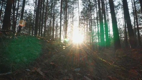 The sun through the trees in the forest at sunset Stock Footage 107824597