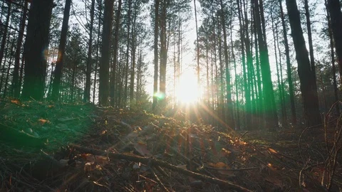 The sun through the trees in the forest at sunset Stock Footage 107825367