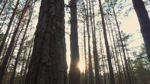 The sun through the trees in the forest at sunset Stock Footage 107830583
