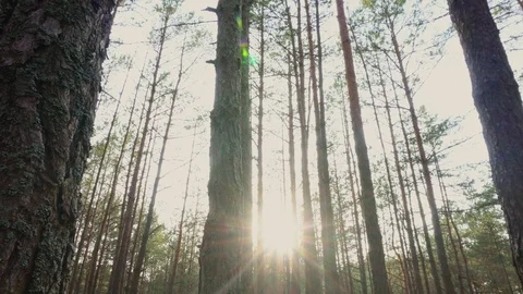 The sun through the trees in the forest at sunset Video stock 107831459