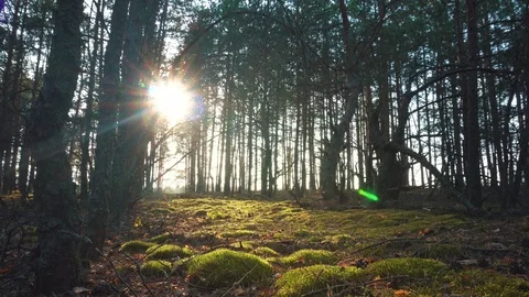 The sun through the trees in the forest at sunset Video stock 107834737