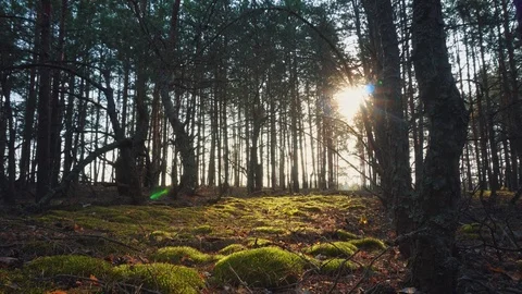 The sun through the trees in the forest at sunset Video stock 107837134