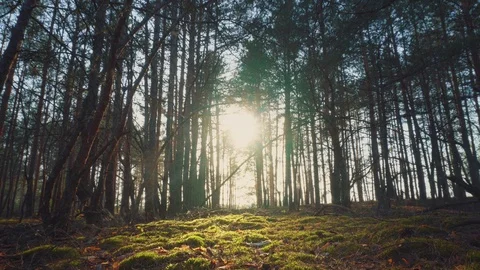 The sun through the trees in the forest at sunset Video stock 107839106