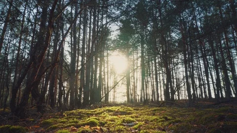 The sun through the trees in the forest at sunset Video stock 107840323