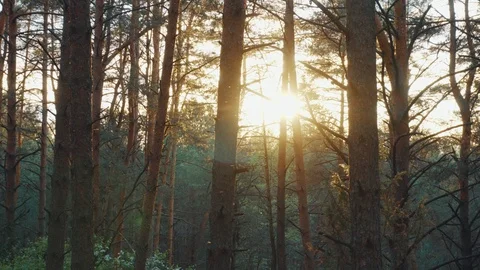 The sun through the trees in the forest at sunset Video stock 108778346