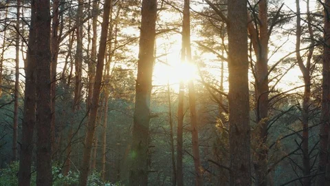 The sun through the trees in the forest at sunset Stock Footage 108779153