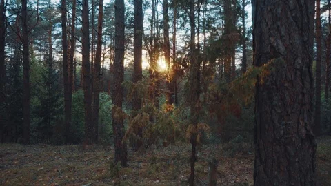 The sun through the trees in the forest at sunset Stock Footage 108779894