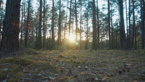 The sun through the trees in the forest at sunset Video stock 108783508