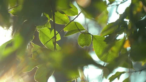 Sun through trees leaves beautiful nature Macro Graded Natural Stock Footage 166971116