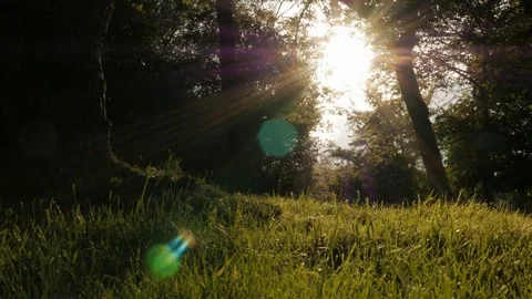 Sun through trees with midgets in sunset Stock Footage 78650109