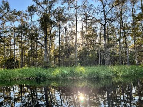 Sun through the trees nature reflecting off water tranquil untouched Stock Photos