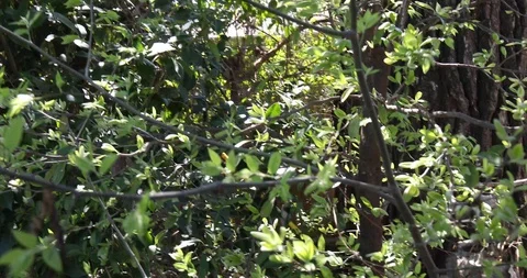 Sun Through Trees Pan Up tree branches and trunk 4k Stock Footage 127459488