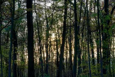 Sun through the trees in a park Stock Photos