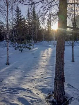Sun through the trees in the park with shadows Stock Photos