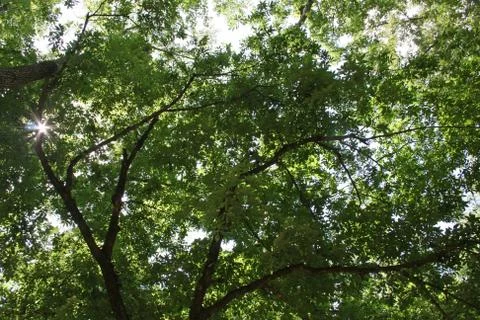 Sun Through the Trees Stock Photos