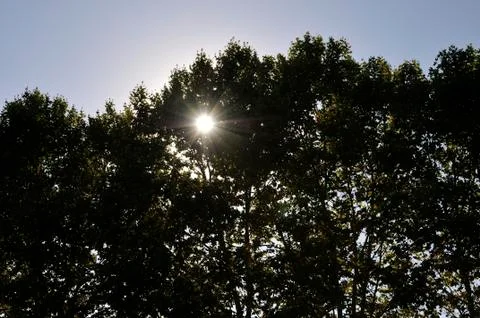 Sun through the trees Stock Photos