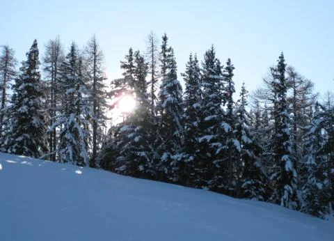 Sun through the trees Stock Photos